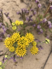 Hymenopappus flavescens