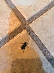Tenebrionidae