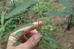 Acalypha monococca