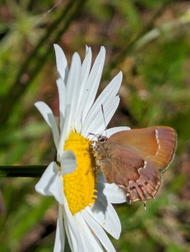 Juniper Hairstreak photo 6