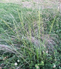 Lolium multiflorum × perenne