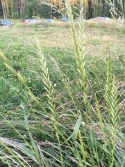 Lolium multiflorum × perenne