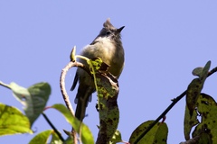 Yuhina gularis