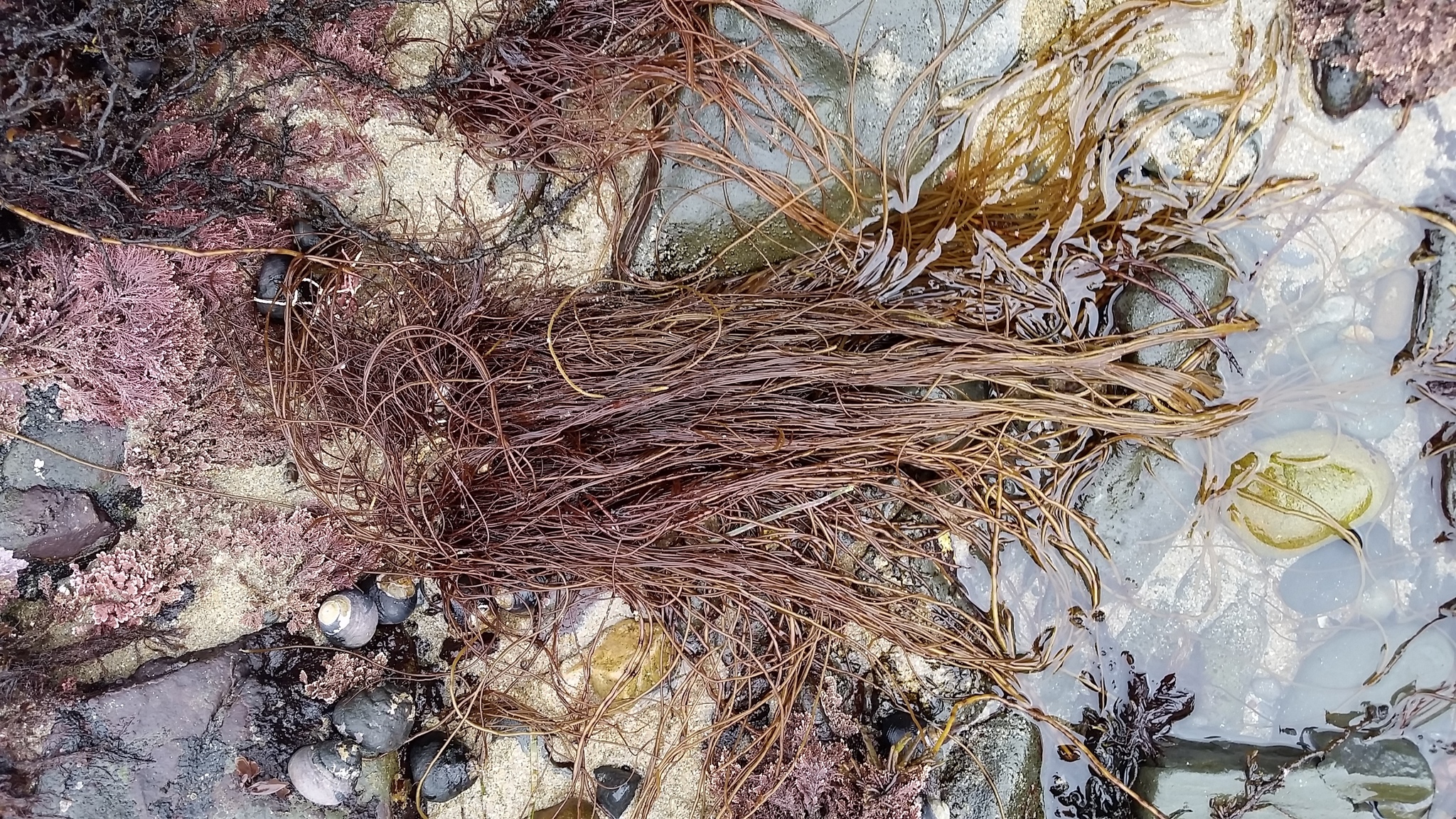 Gracilariaceae