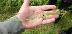 Deschampsia danthonioides
