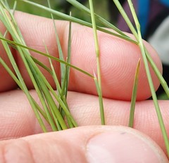 Deschampsia danthonioides