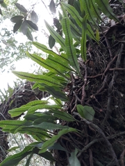 Microgramma squamulosa