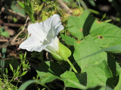 Calystegia sepium angulata