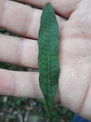 Microgramma squamulosa