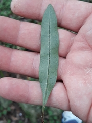 Microgramma squamulosa