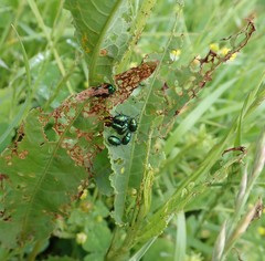 Gastrophysa cyanea