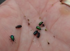 Gastrophysa cyanea