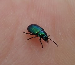 Gastrophysa cyanea