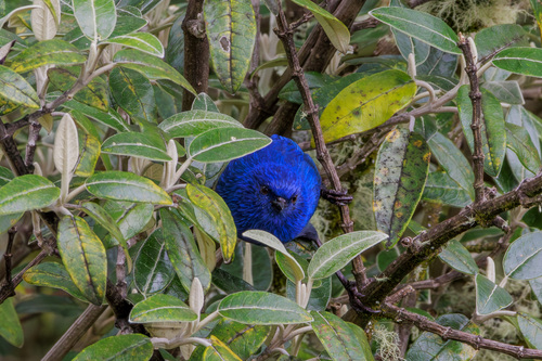 Tit-like Dacnis (Xenodacnis parina), photo 10