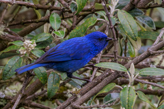 Tit-Like Dacnis photo 1