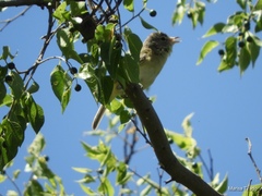 Vireo bellii