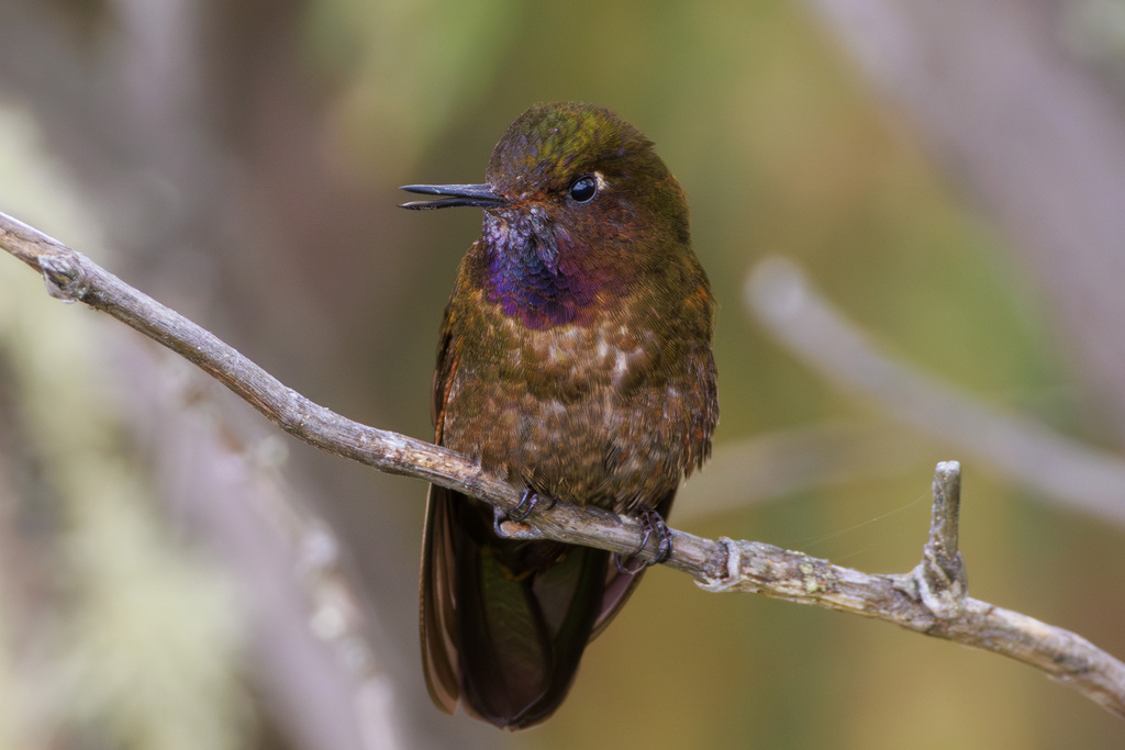 Violet-throated Metaltail