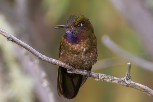 Violet-throated Metaltail (Metallura baroni), photo 8