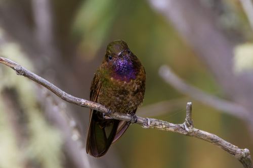 Violet-throated Metaltail (Metallura baroni), photo 10