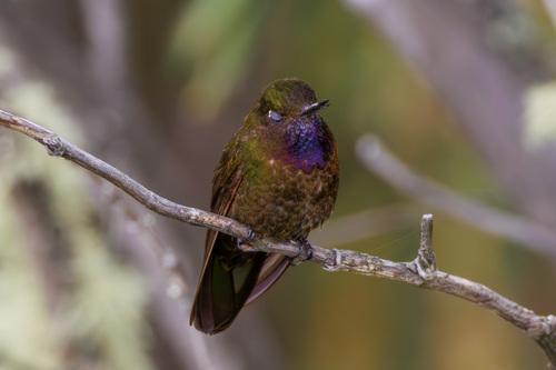Violet-throated Metaltail (Metallura baroni), photo 9