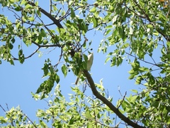 Vireo bellii
