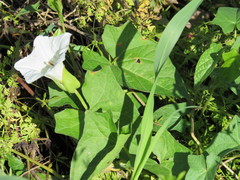 Calystegia sepium angulata