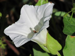 Calystegia sepium angulata