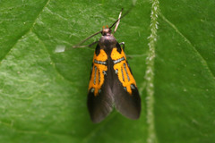 Schiffermuelleria schaefferella