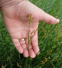 Juncus dubius