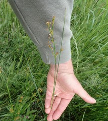 Juncus dubius