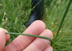 Juncus dubius