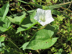 Calystegia sepium angulata