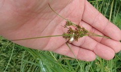 Juncus dubius
