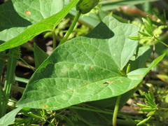 Calystegia sepium angulata