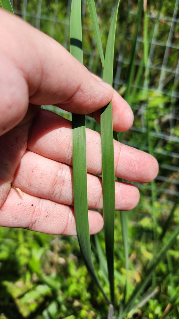 narrow-leaved cattail in June 2024 by Brian Daggs · iNaturalist