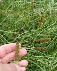Carex densa