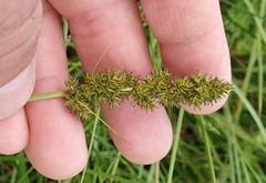 Carex densa