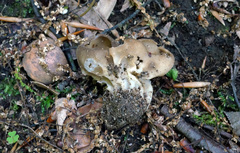 Helvella griseoalba