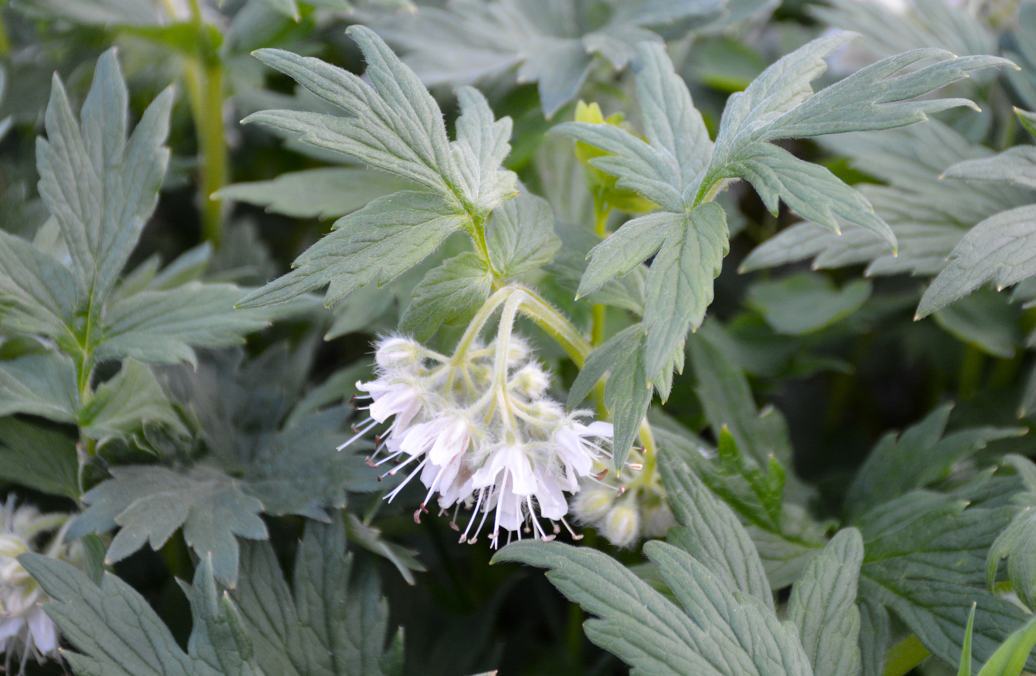 Hydrophyllum fendleri var. albifrons