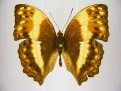 Harma theobene superna