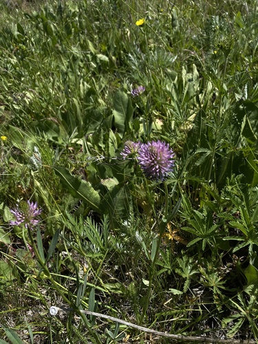 Douglas' Clover (Trifolium douglasii)