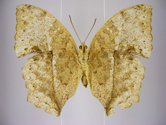 Harma theobene superna