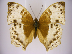 Harma theobene superna