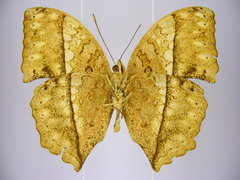 Harma theobene superna