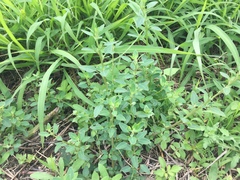 Chenopodium acuminatum virgatum