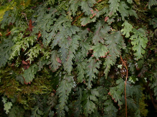 Hymenophyllum pallidum observed 2004-11-21