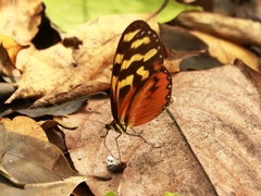 Mechanitis polymnia isthmia