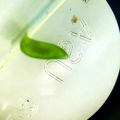 Platyhelminthes