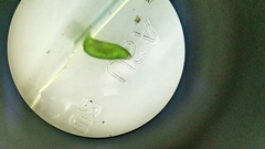 Platyhelminthes