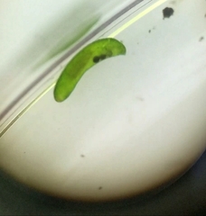 Platyhelminthes